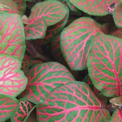 At the Algorithmic Garden