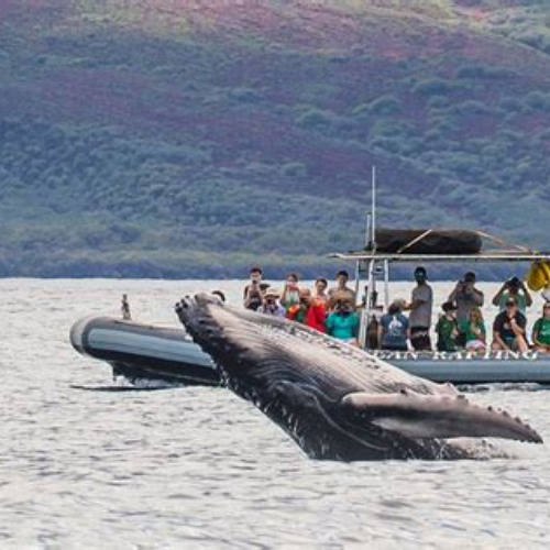 Review Special Price Eye-Level Whale Watching Eco-Raft Tour From Lahaina