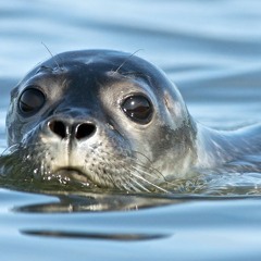 Harbor Seal