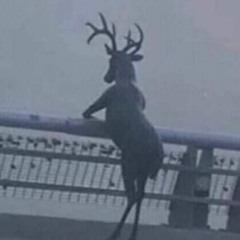 earl sweatshirt prod bullseye