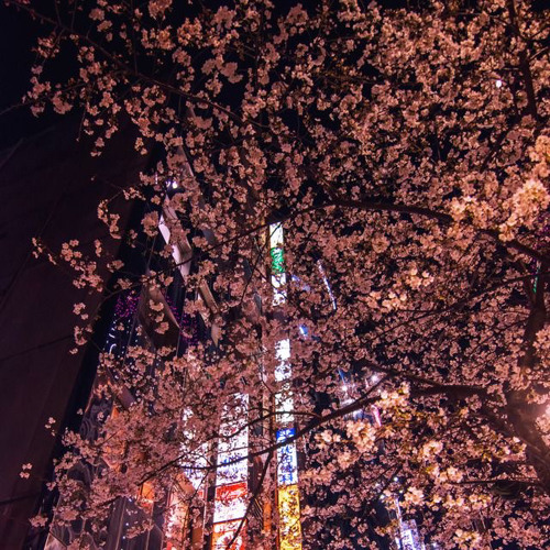 CherryBlossom (Prod.VirtualMartin)