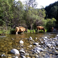 Cows at the River