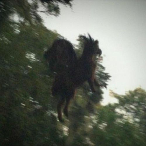 +JERSEY DEVIL+