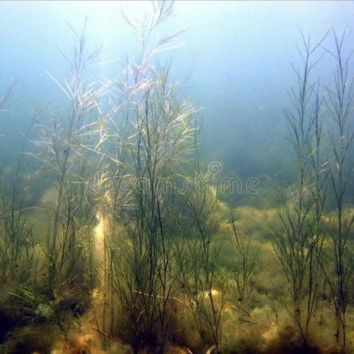 rosy's aqua garden of pure love and ecstasy ☥☥☥