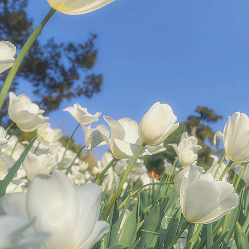 Mặc Cảm 自卑 - Chu Lâm Phong 周林枫