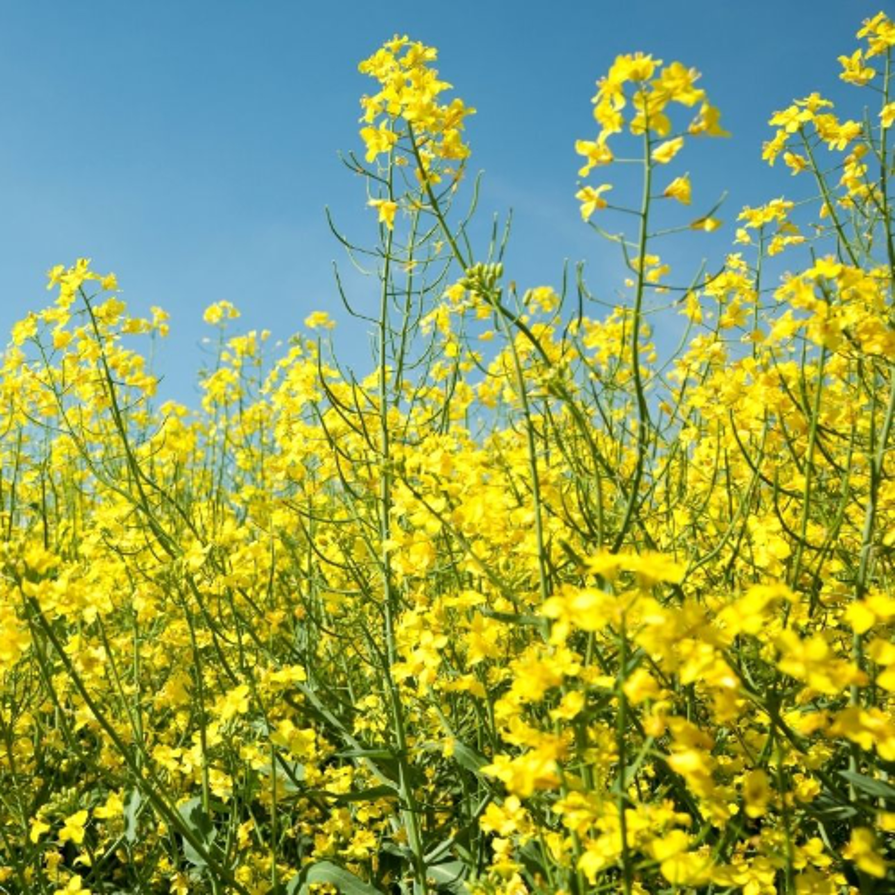 Saskatchewan Premier Meets with Feds to Discuss Canola Trade Dispute with China episode artwork