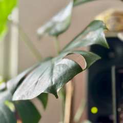 Monstera Deliciosa [TNLSNGL42]
