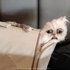 The Weird Cat Is Out The Bag