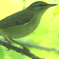 And Your Bird Can Sing ／The Beatles Cover