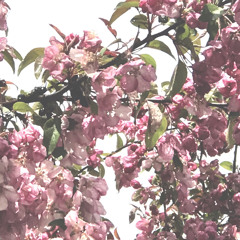 cherry