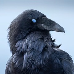 birds and black wings