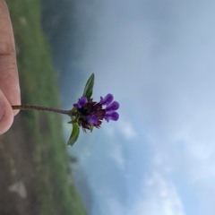 Beauty