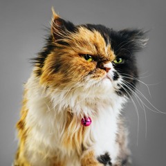 Kaya Sirmen /Progressive Cat