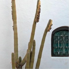 Ziedolla // Sunset Session - 3