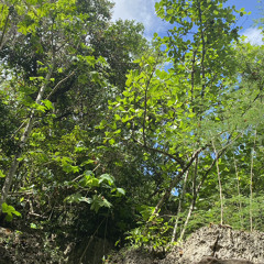 Good Thing Going - K’nova (feat. Fiji)