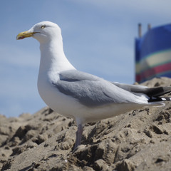 Seagull