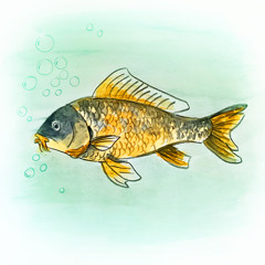 carp