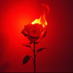 Thorns of a beautiful rose