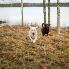 Prenton Bless - It's Real (ZionProductions)