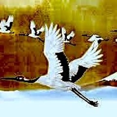 Flight of the Nightly Birdies