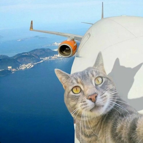 Air Cat