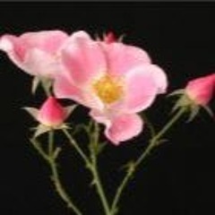 Every Flower Blooms in its own Time - June 2025
