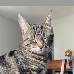 Stinky Winky Little Cat!