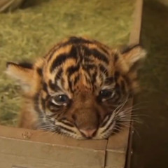 Yapabiliyo'musun Bensiz? - Prod By. Youngshiesty