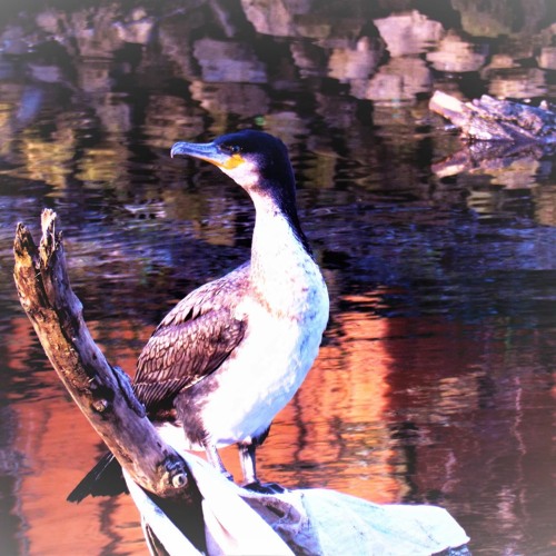 Stream episode Cormorants, from my book A Year in the Calder Valley by ...