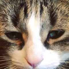 ollie