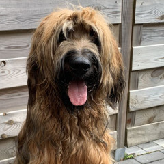 SIGMA dog rage phonk (I Improved in flp)