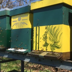 Beekeeping, Professional Football and dream interpretation