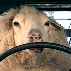 Clever Sheep (2022)