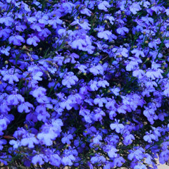 konai - te vi na rua ontem (DASH cover)