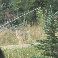 Coyote Visitor