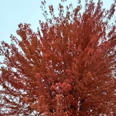 YouSaidMyNameForTheLastTime