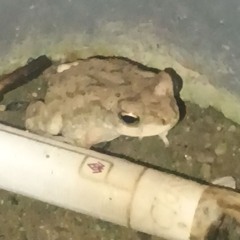Salamander tune.