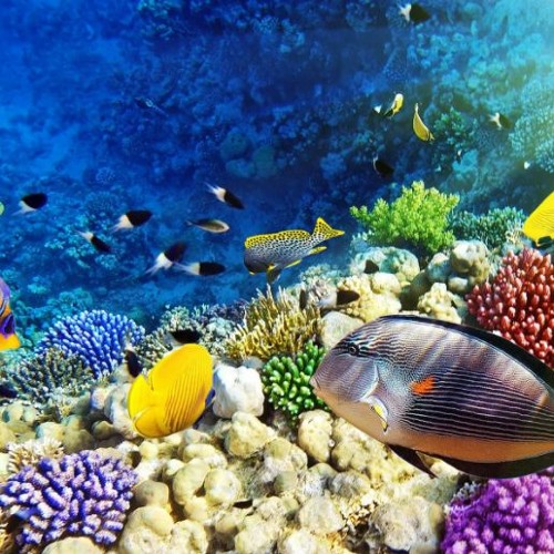 アノアノ ambient background music FREE DOWNLOAD