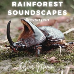 Rhinoceros beetle