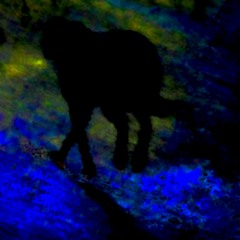 Black Dog (naviarhaiku513)