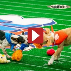 PUPPY BOWL LIVE @FREE
