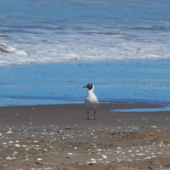 2023. VALE MAGNOLIA IV. Oh Grandioso Sol