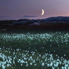 different scene (p.silent)