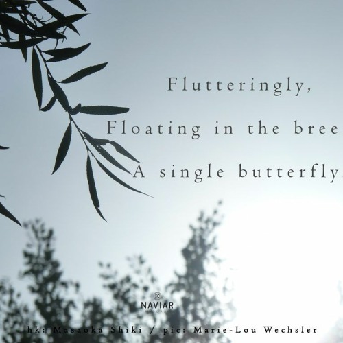 A Single Breeze, A Single Butterfly (navku350)