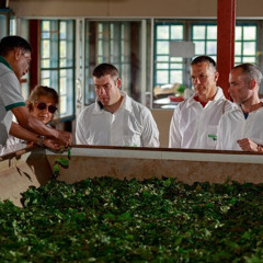 Review Special Price Uva Halpewatte Tea Factory Tour in Ella Sri Lanka