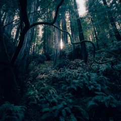 Introspective jungle - Dark Forest Dj set/Static Control 2023 mix