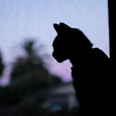 les souvenirs sont comme les chats