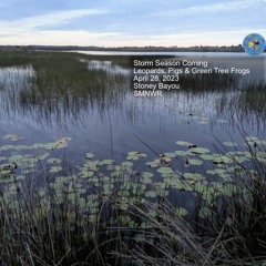 Storm Season Coming, Leopards, Pigs & Green Tree Frogs
