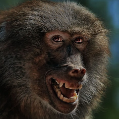 baboon fonk