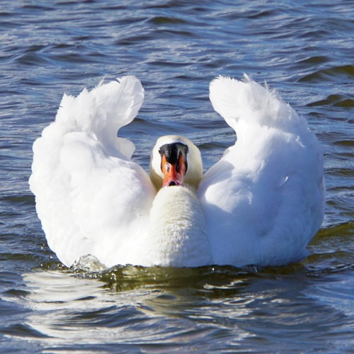 Pyotr Ilyich Tchaikovsky